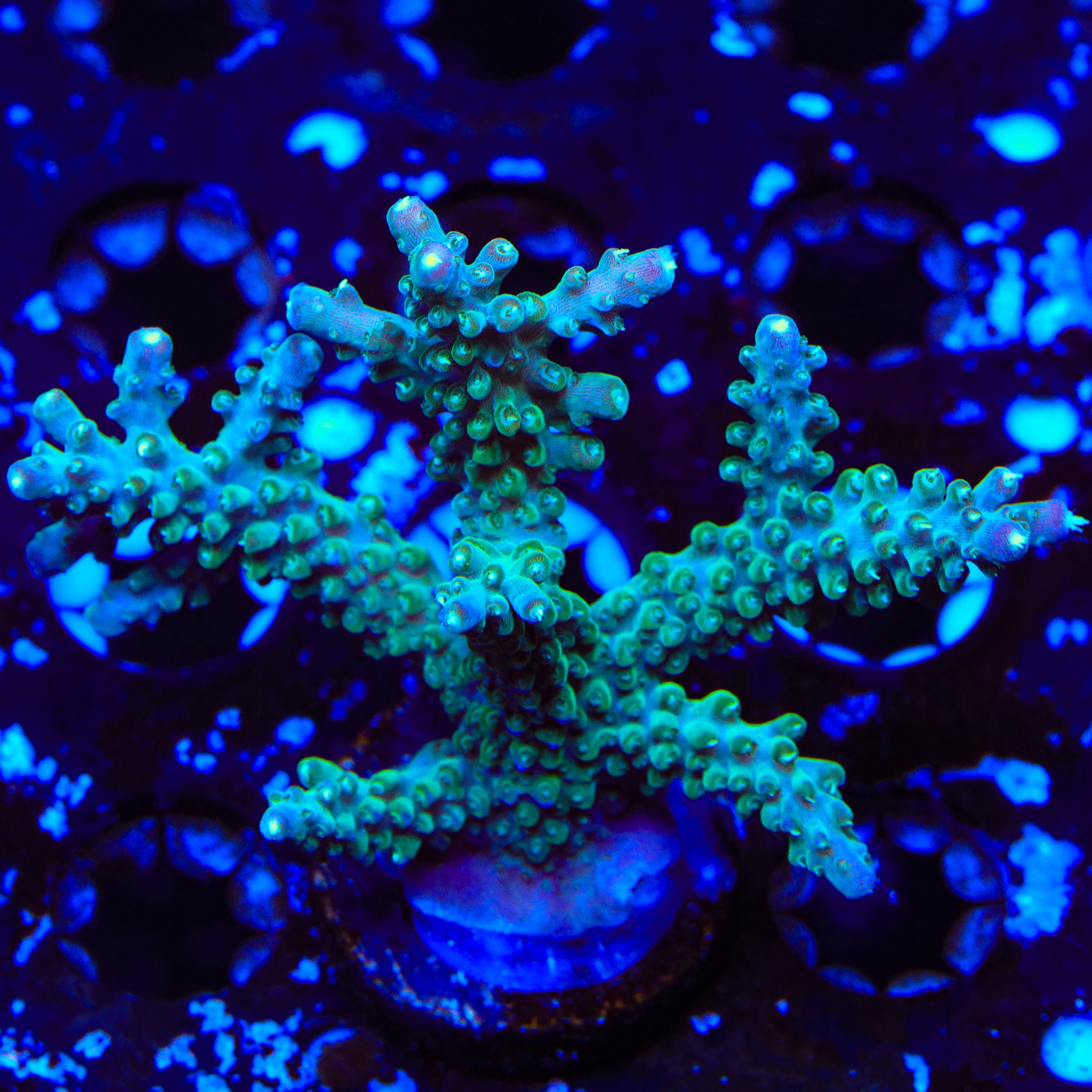 JF Shocktart Acropora XL Frag Coral