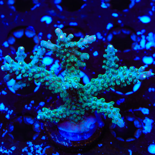 JF Shocktart Acropora XL Frag Coral