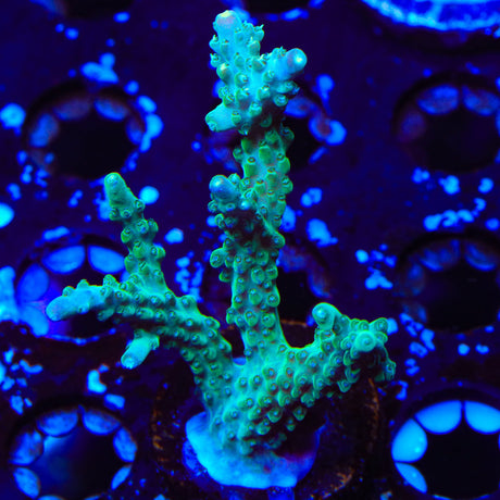 JF Shocktart Acropora XL Frag Coral