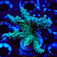 JF Shocktart Acropora XL Frag Coral