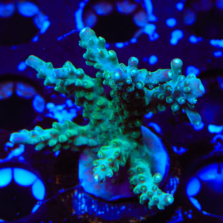 JF Shocktart Acropora XL Frag Coral