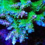 JF Shocktart Acropora XL Frag Coral
