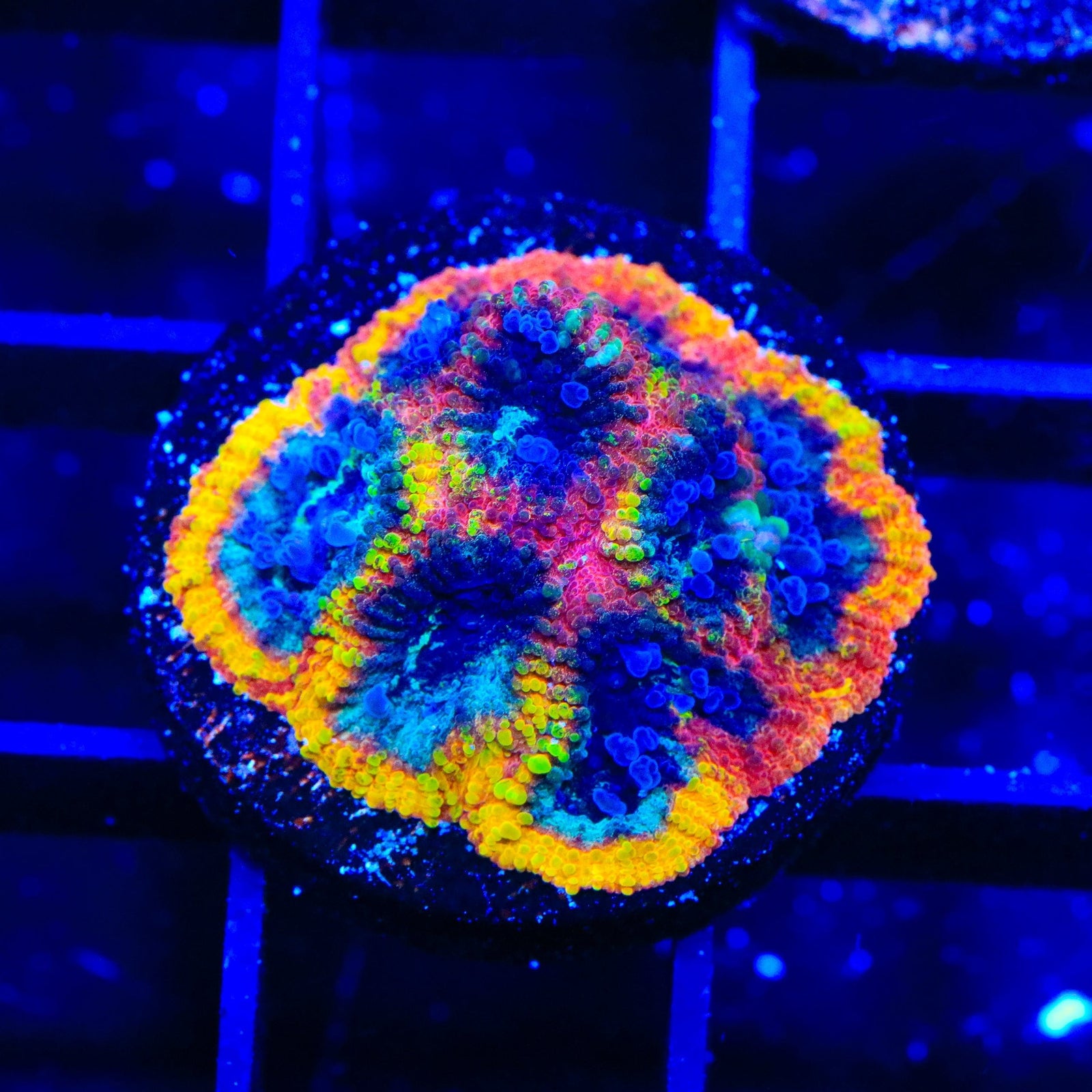JF Yellow Submarine Favia Coral