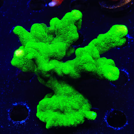 Kelly Green Psammocora Colony Coral