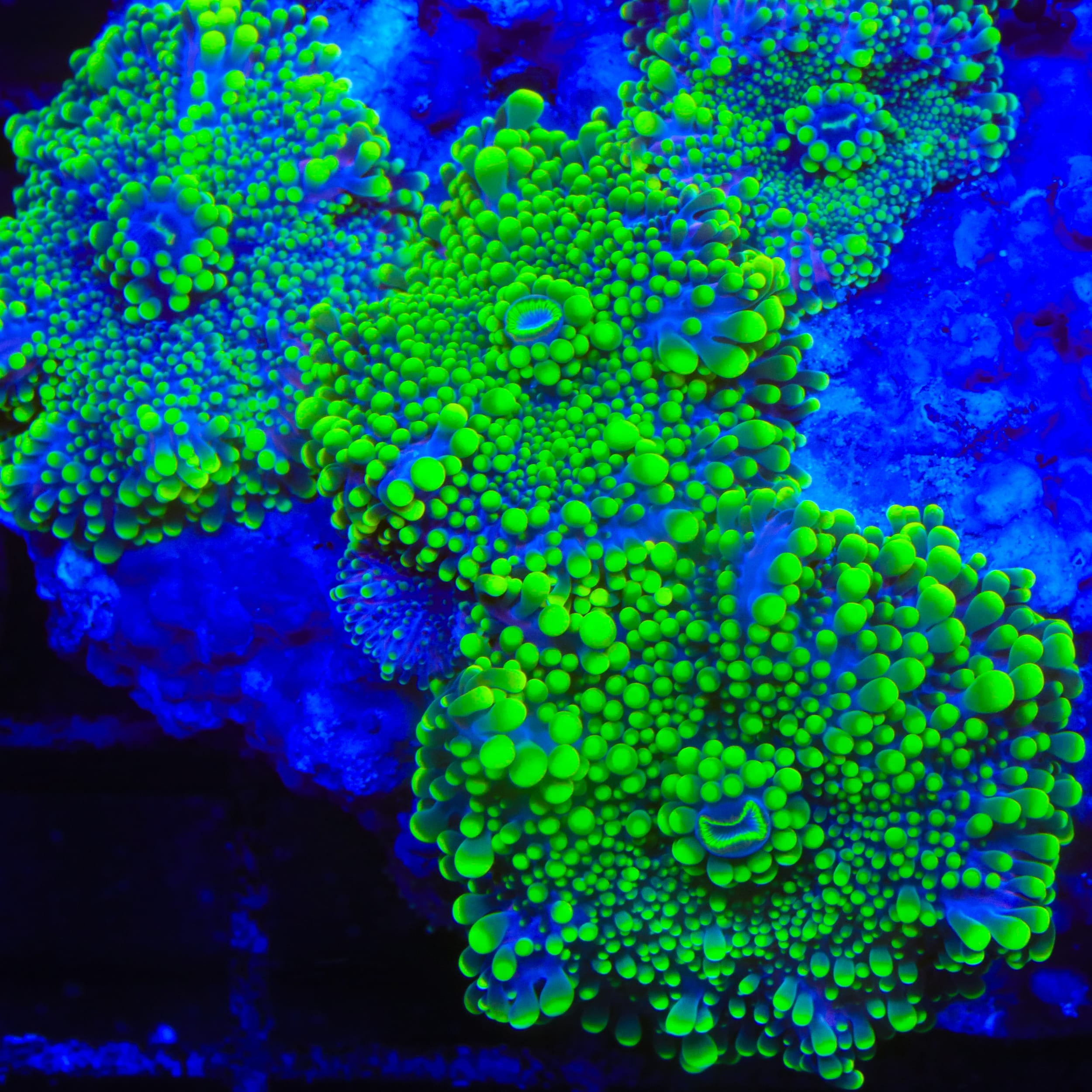 Key Lime Yuma Mushroom Coral