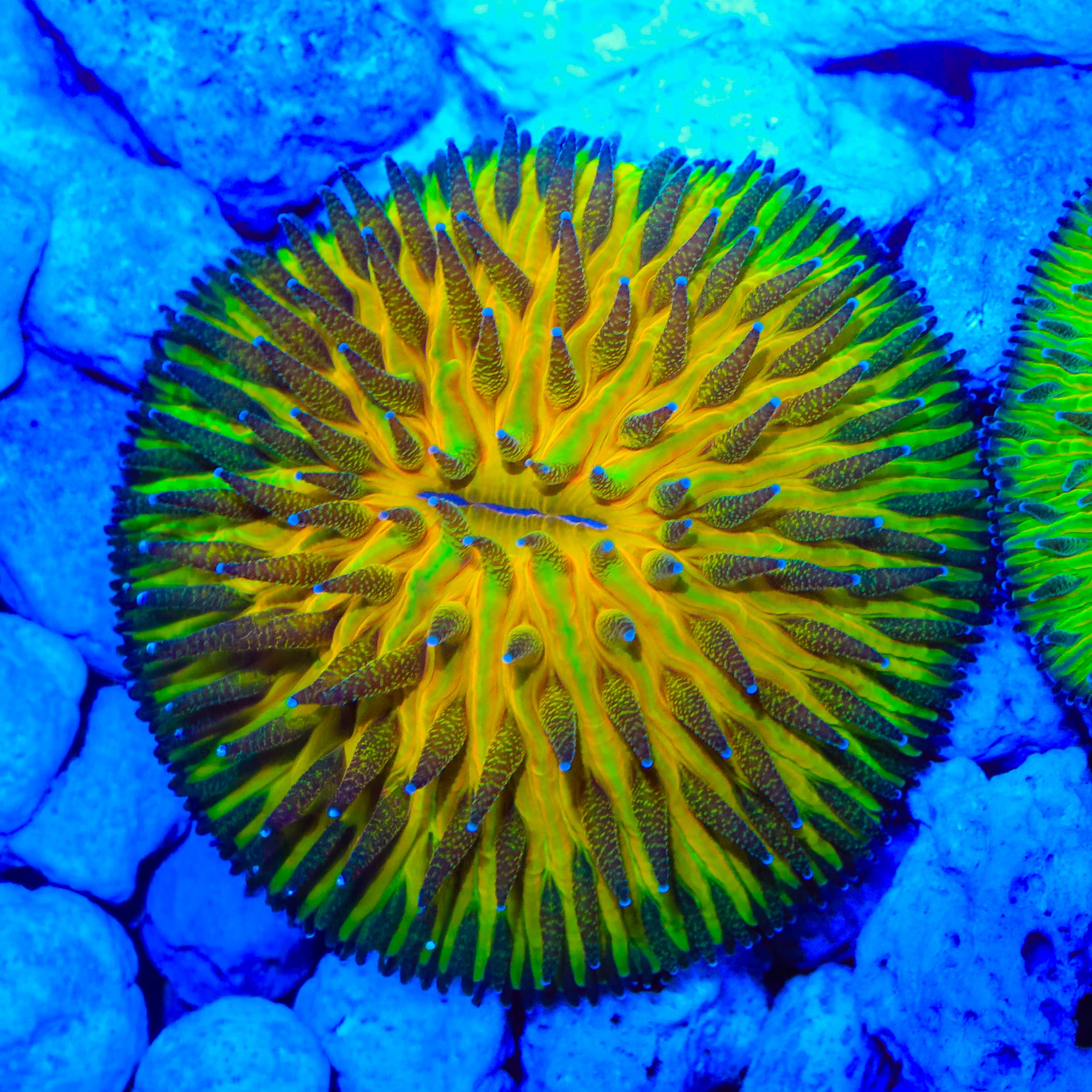 Keylime Pie Plate Coral