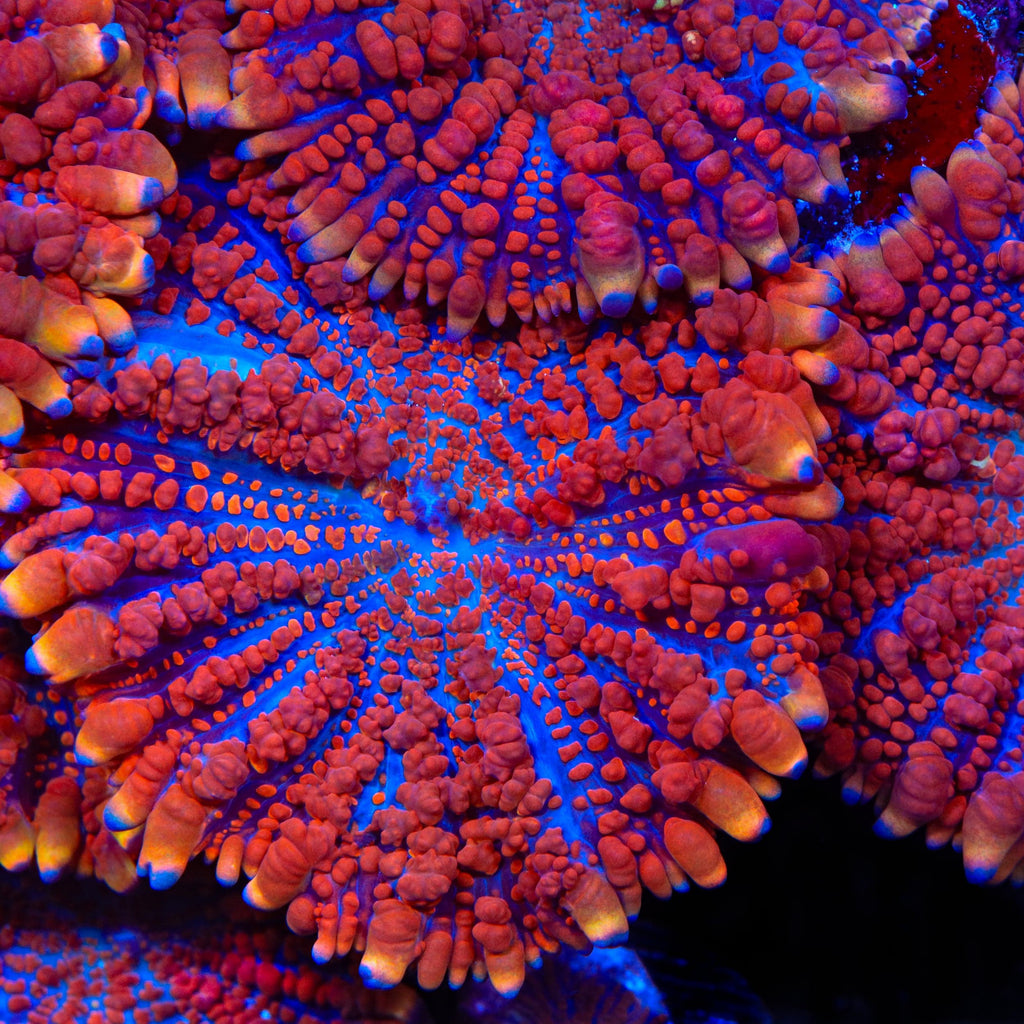 King Julius Bounce Mushroom Coral