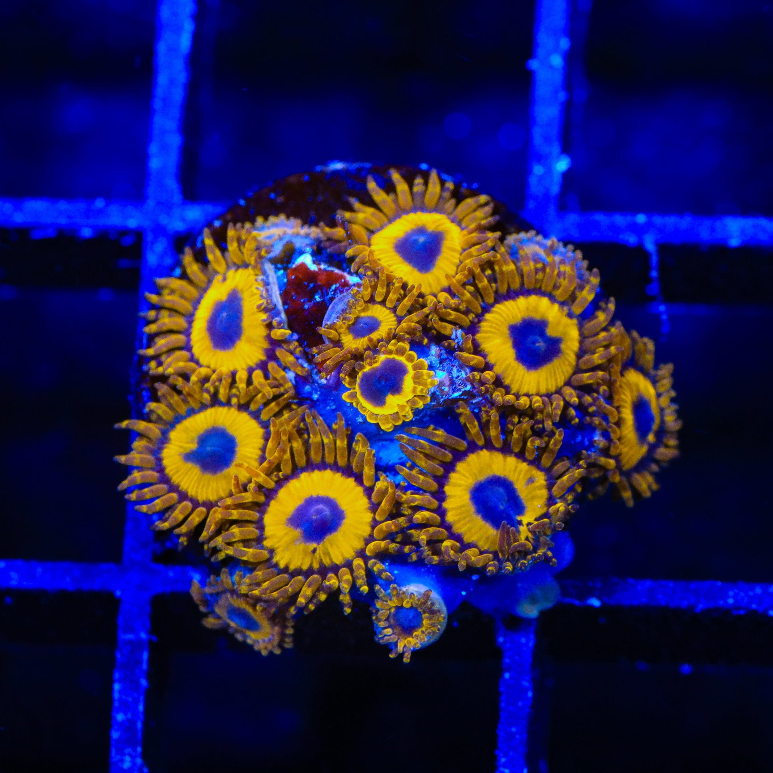 King Midas Zoanthids Coral