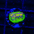 King Pin Chalice Coral