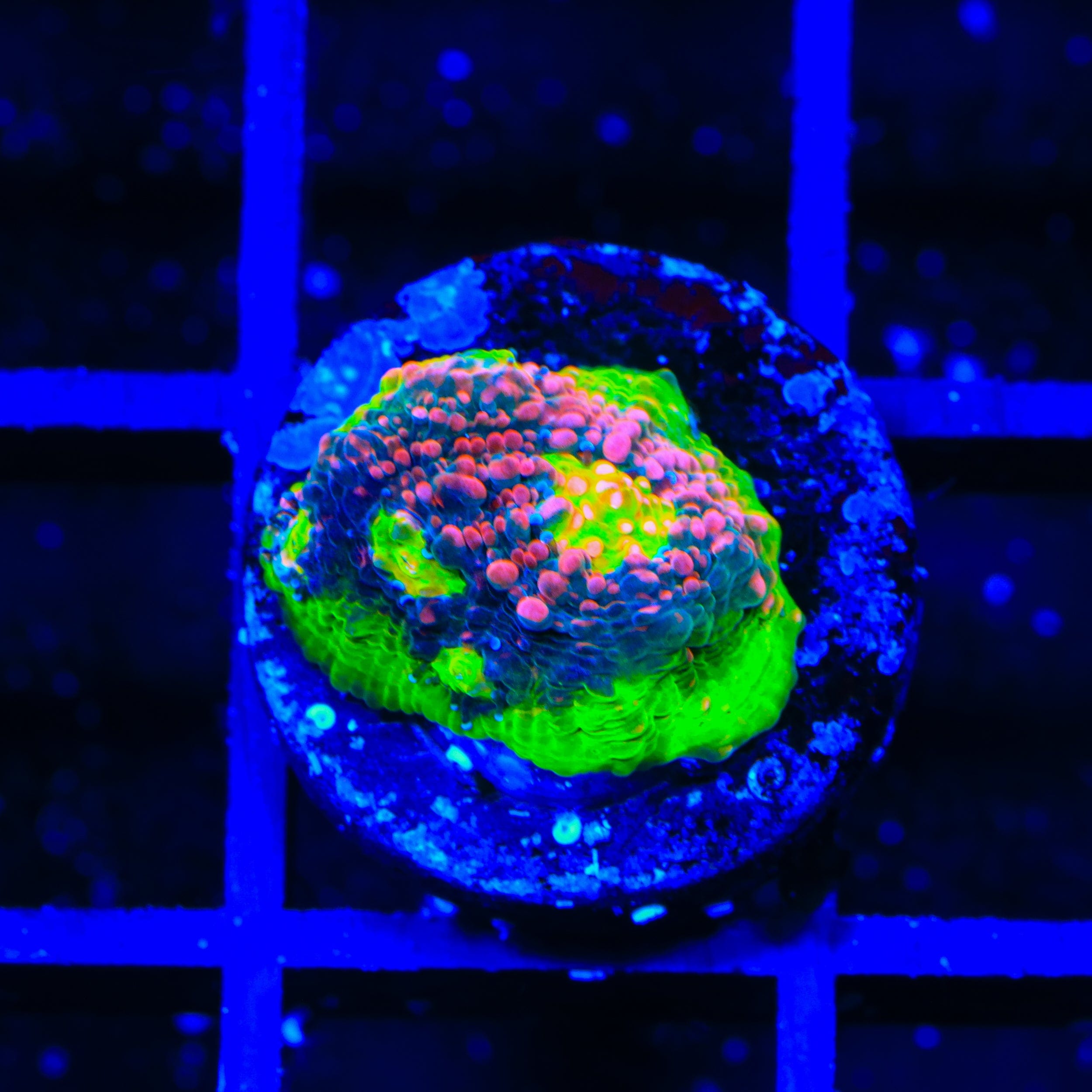 Kingpin Chalice Coral