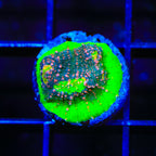 Kingpin Chalice Coral