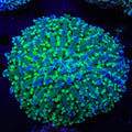 Kingspawn Wall Frogspawn Colony Coral