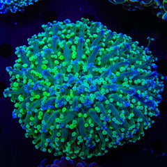 Kingspawn Wall Frogspawn Colony Coral
