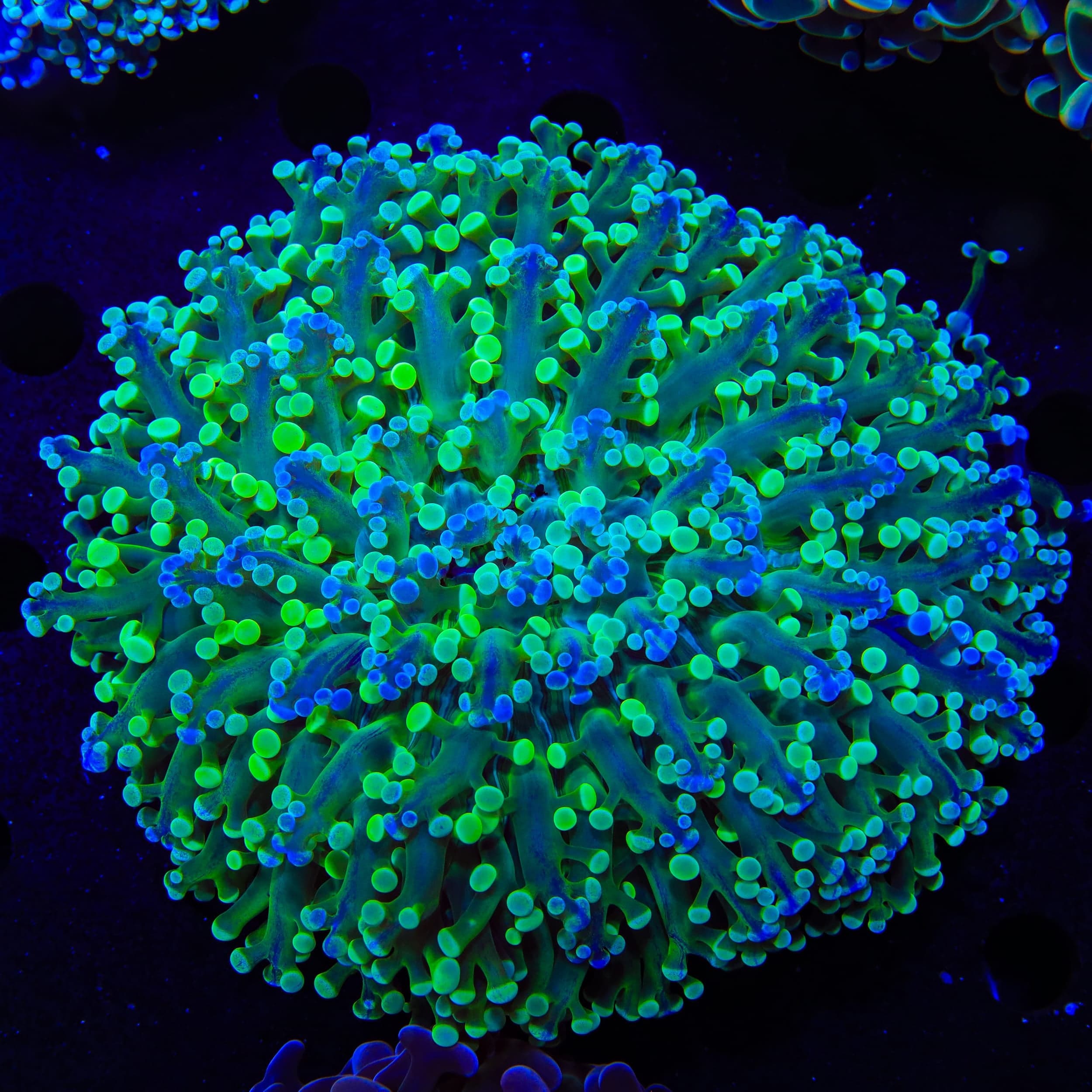Kingspawn Wall Frogspawn Colony Coral