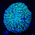 Kingspawn Wall Frogspawn Colony Coral