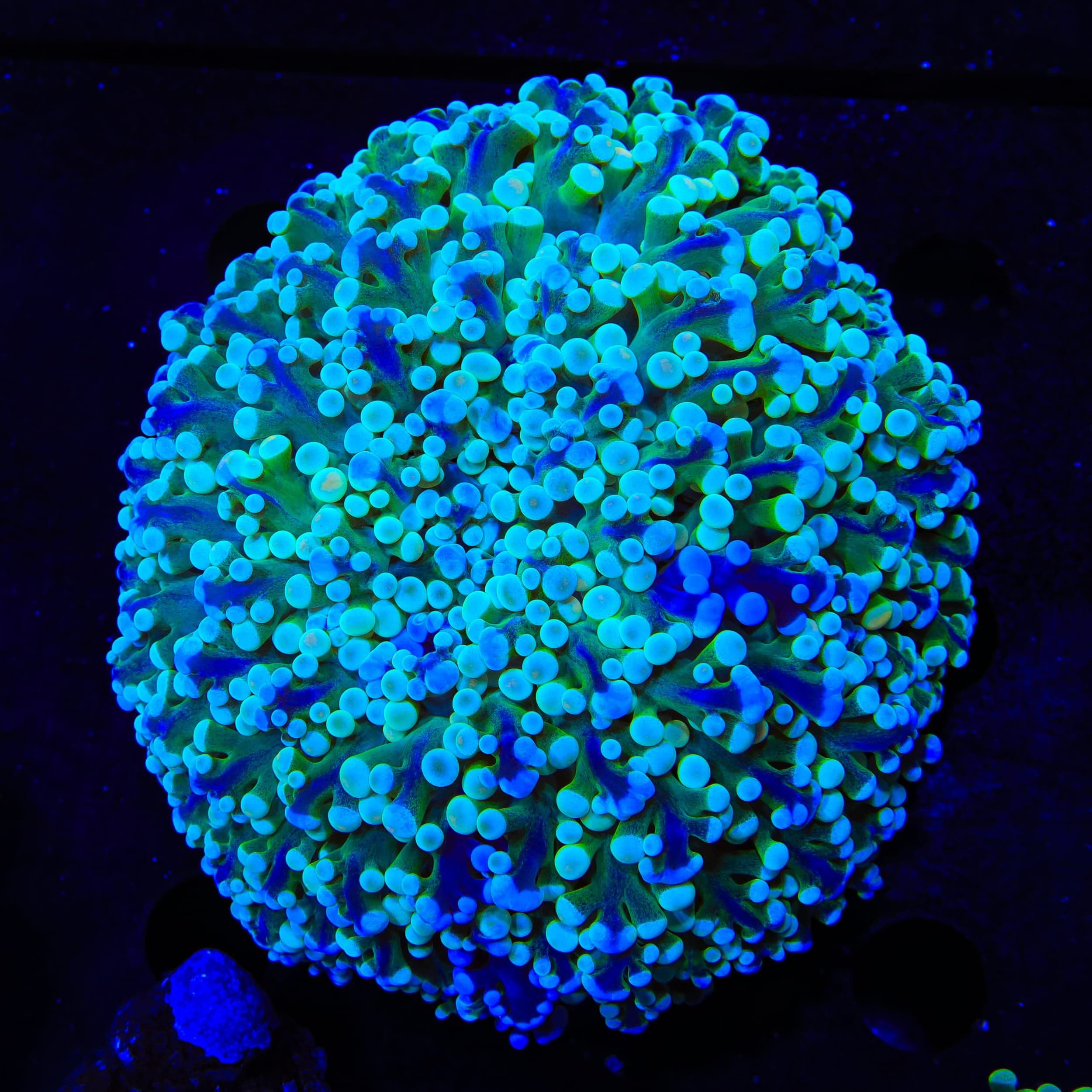 Kingspawn Wall Frogspawn Colony Coral