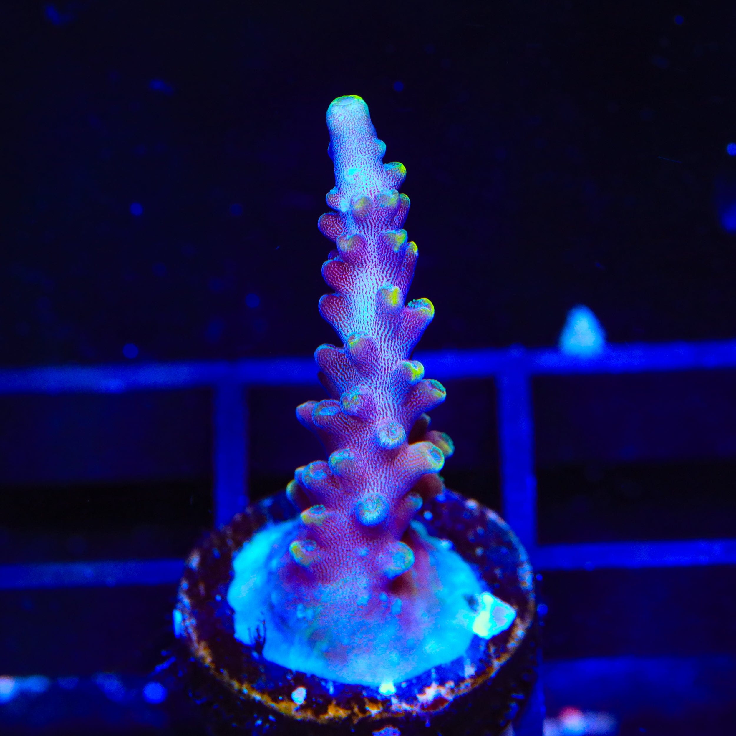 Live Corals for Sale – Page 42 – Top Shelf Aquatics