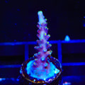 Kobe Bean Acropora Coral