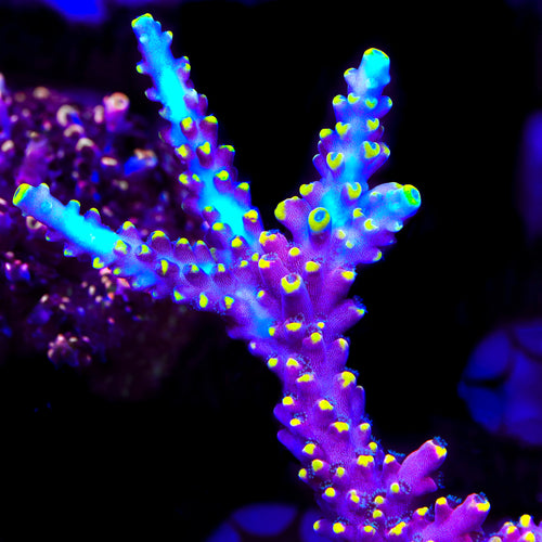 Kobe Bean Acropora Coral