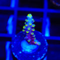 Kobe Bean Acropora Coral