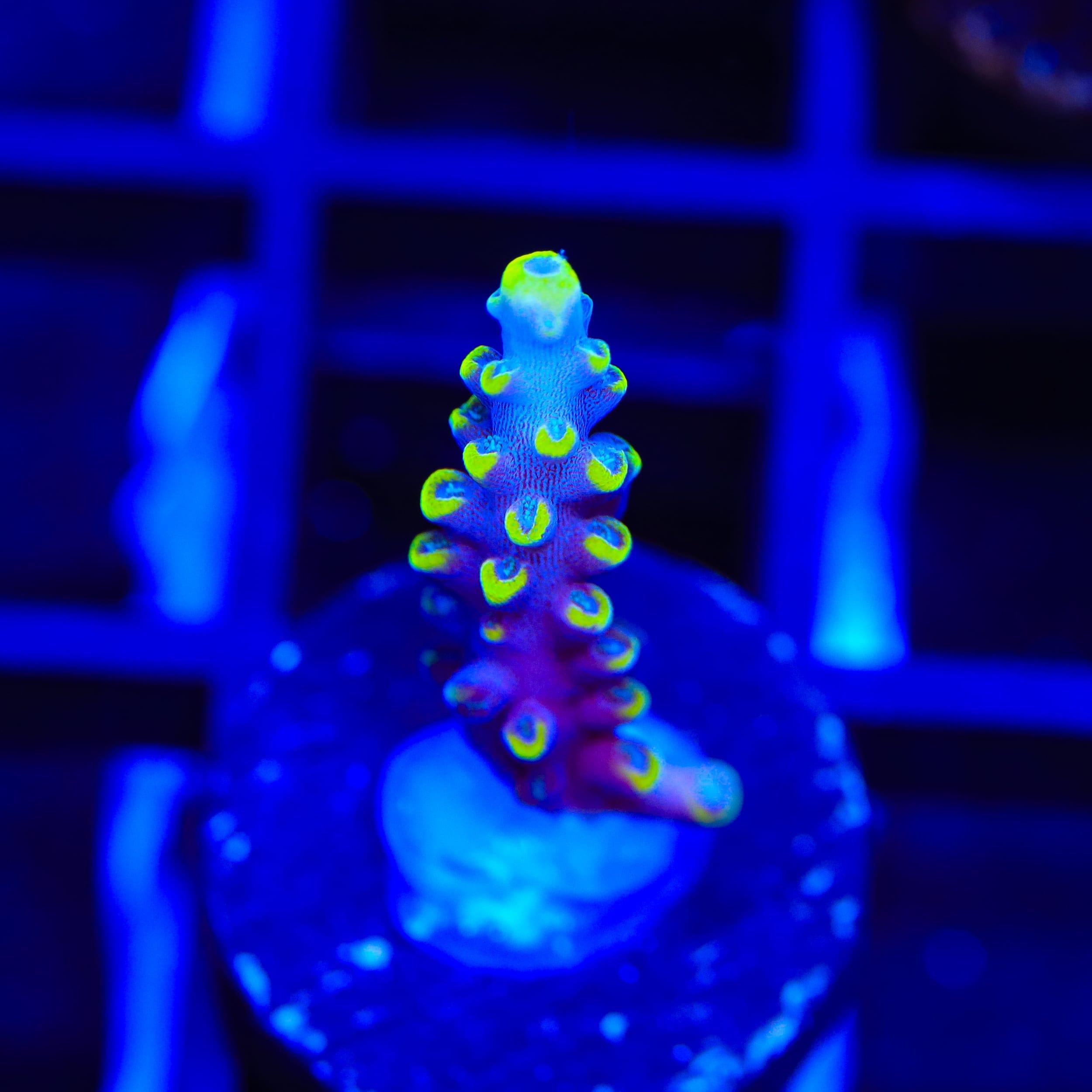 Kobe Bean Acropora Coral