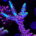 Kobe Bean Acropora Coral