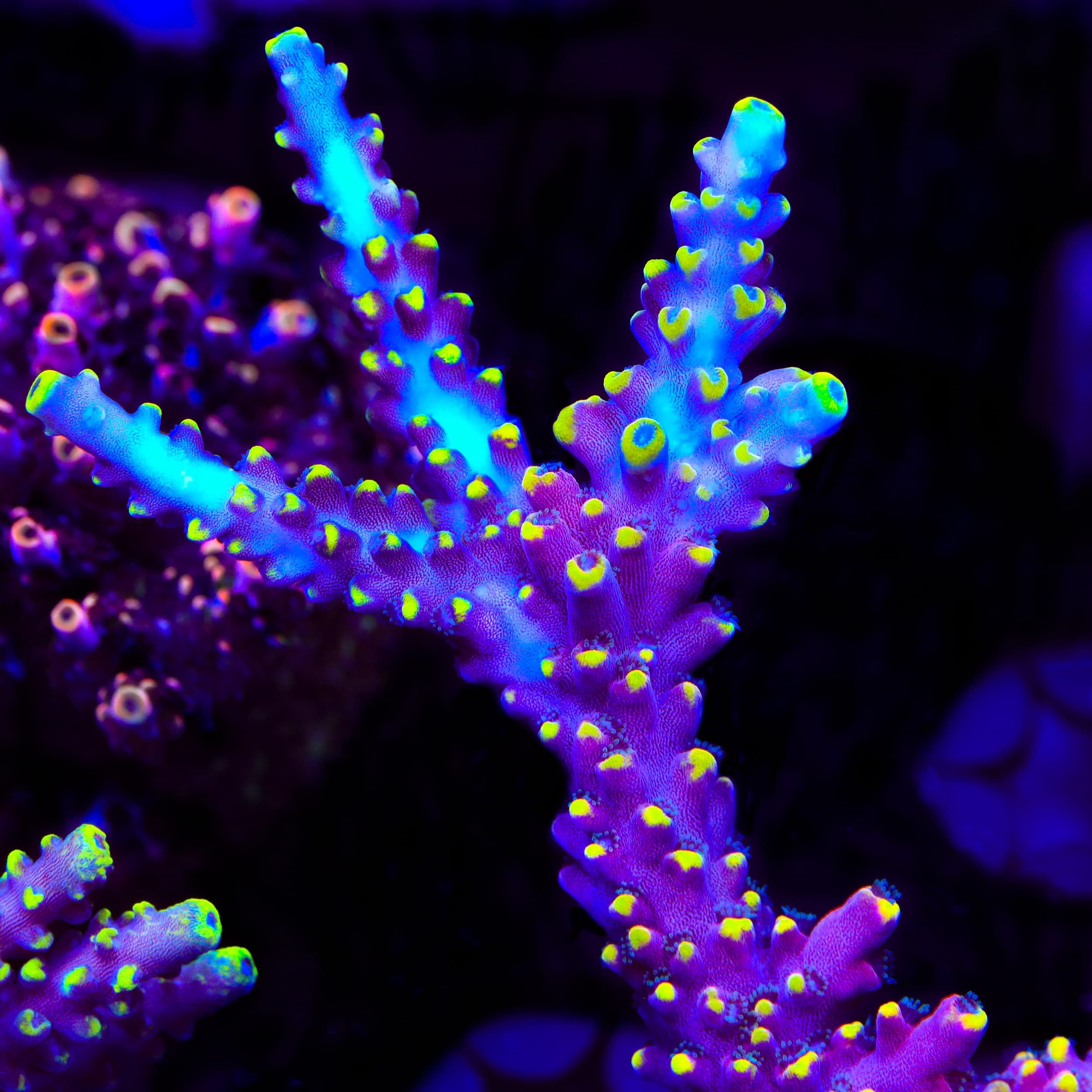 Kobe Bean Acropora Coral