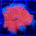 Kool-Aid Yuma Mushroom Coral