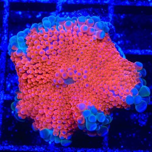 Kool-Aid Yuma Mushroom Coral