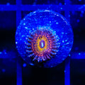 Krak God Zoanthids Coral