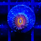Krak God Zoanthids Coral