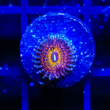 Krak God Zoanthids Coral