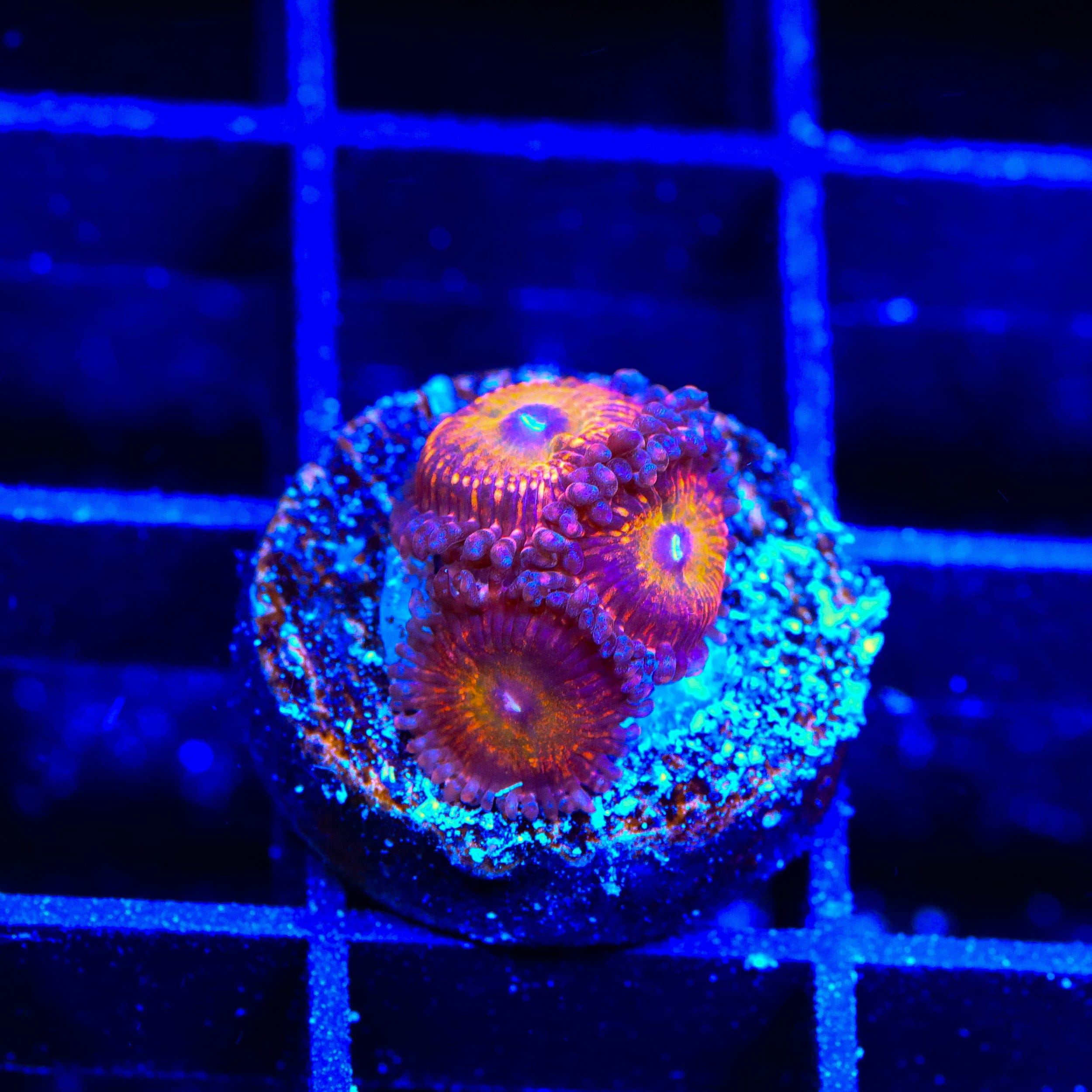 Krak God Zoanthids Coral