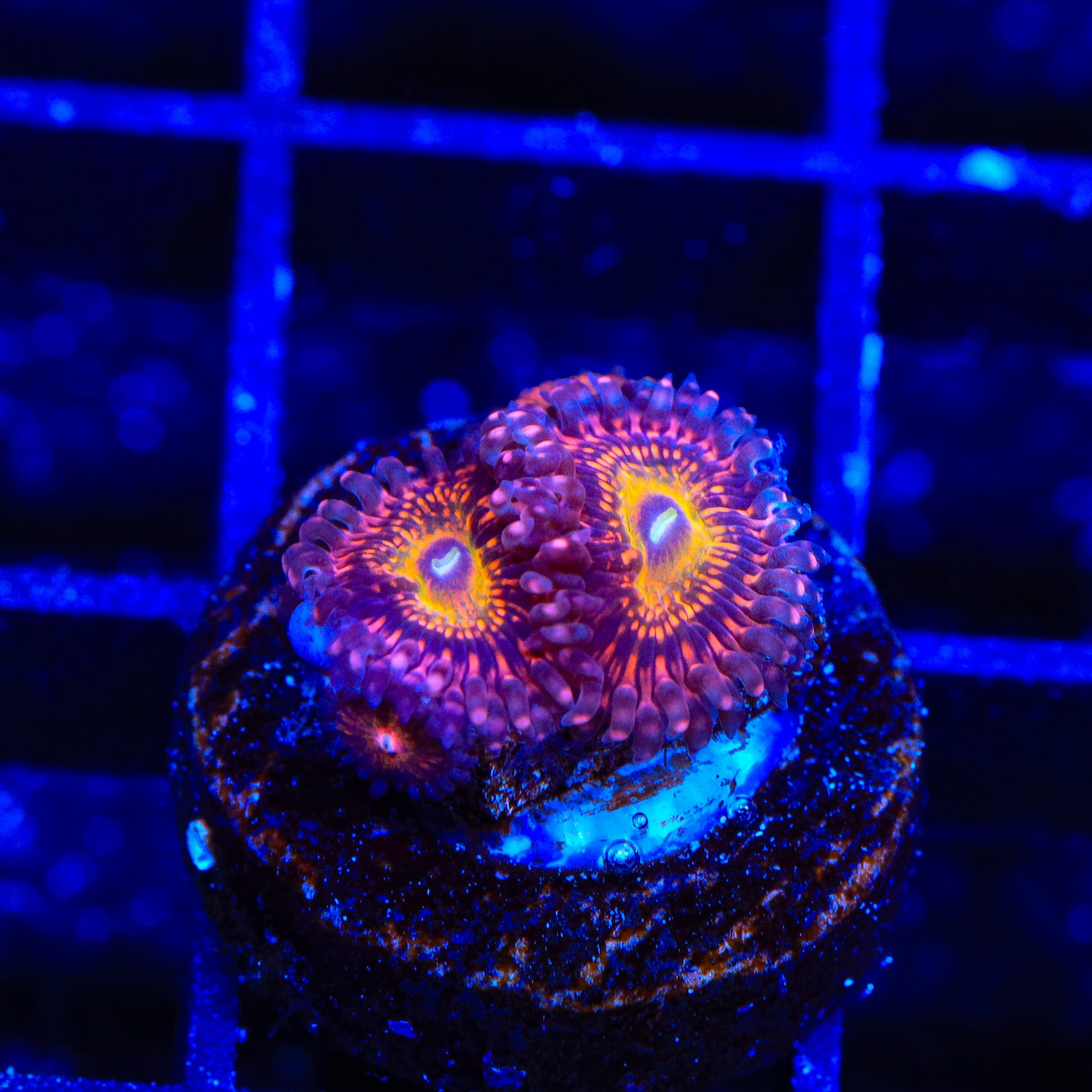Krak God Zoanthids Coral