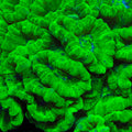 Kryptonite Candy Cane Coral
