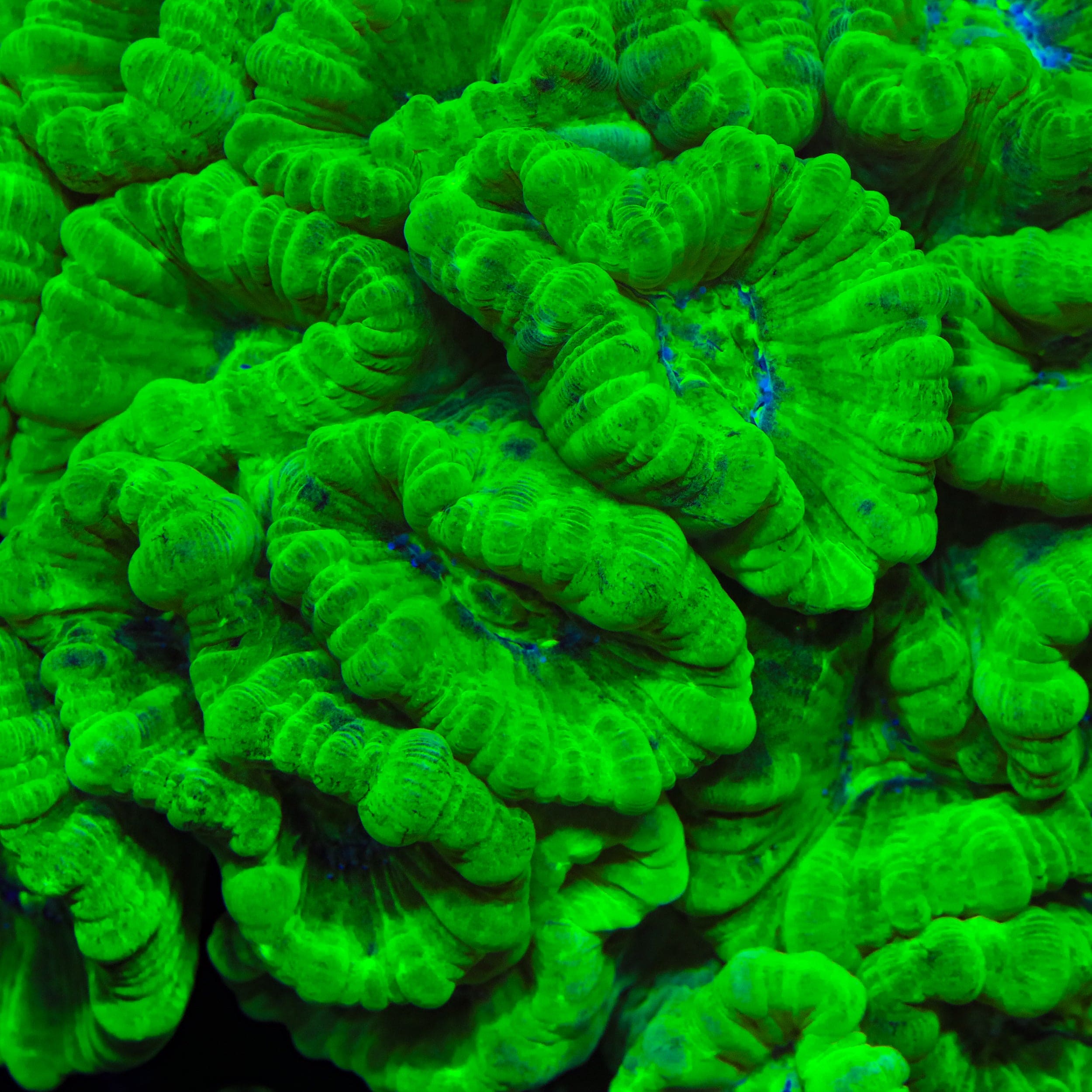 Kryptonite Candy Cane Coral