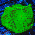 Kryptonite Jawbreaker Mushroom