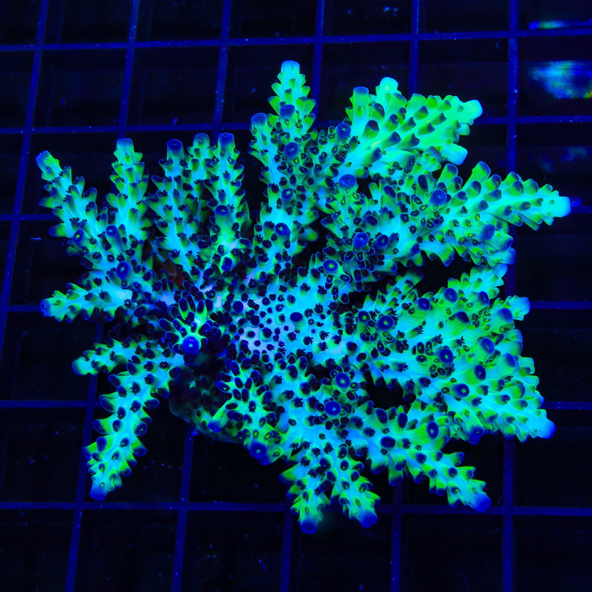 Lauras Purple Polyp Acropora Colony Coral