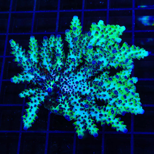Lauras Purple Polyp Acropora Colony Coral