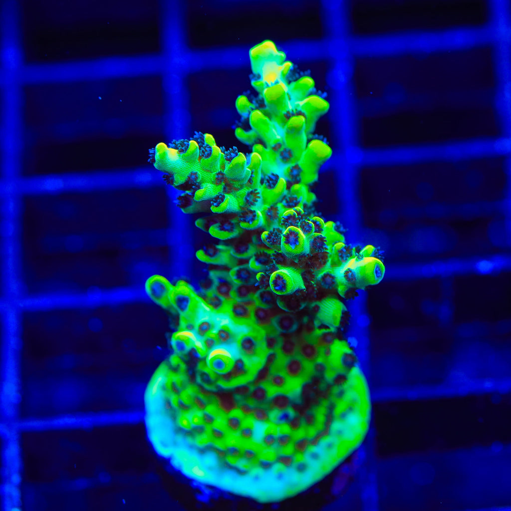 Lauras Purple Polyp Acropora Coral