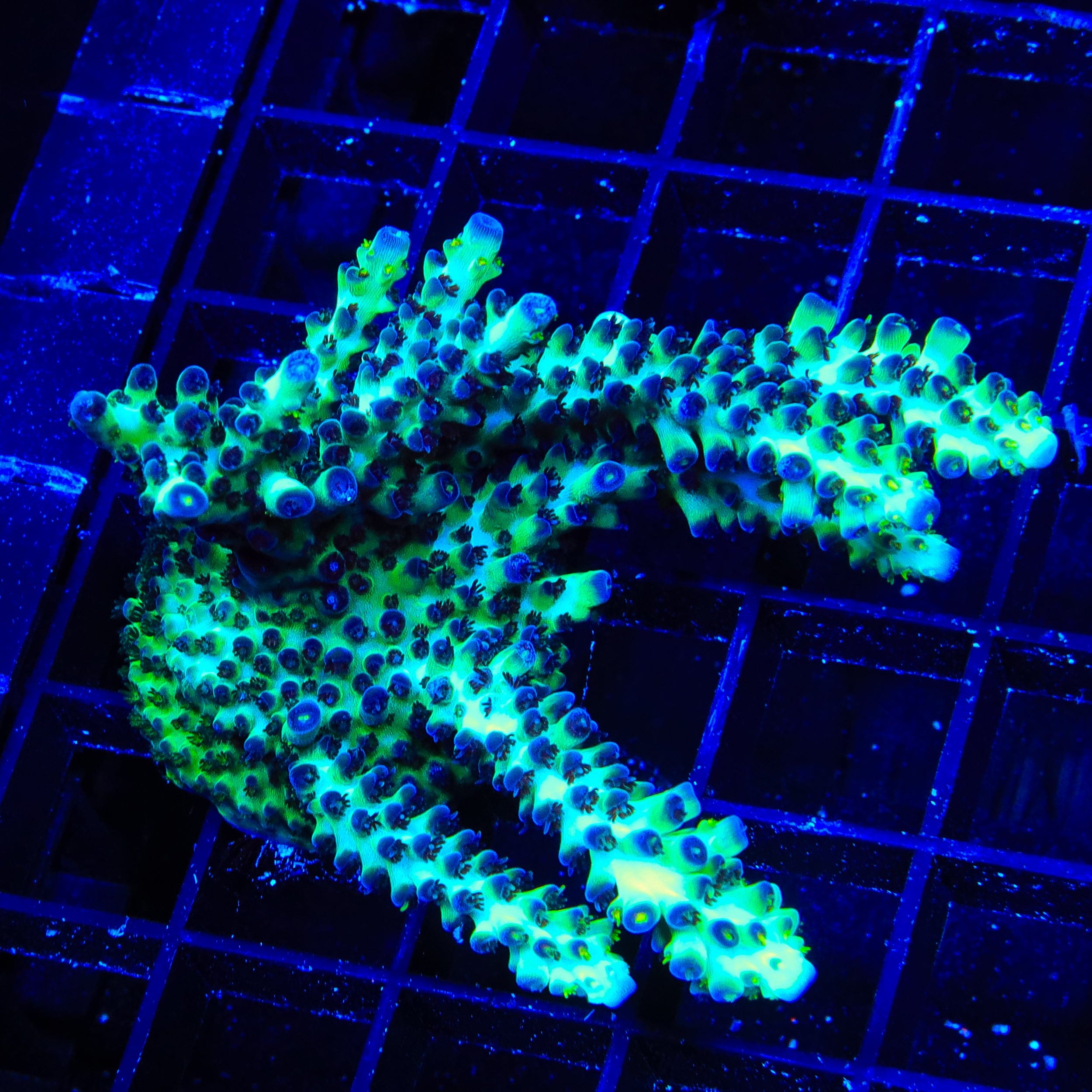 Lauras Purple Polyp Acropora XL Frag Coral