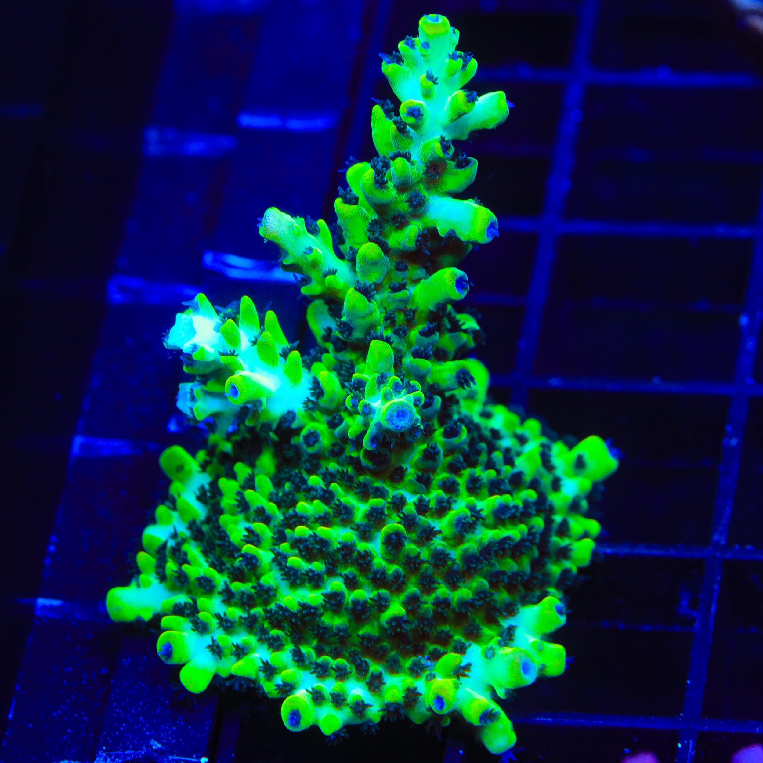 Lauras Purple Polyp Acropora XL Frag Coral