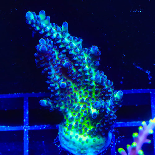 Lauras Purple Polyp Acropora XL Frag Coral