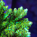 Lauras Purple Polyp Acropora XL Frag Coral
