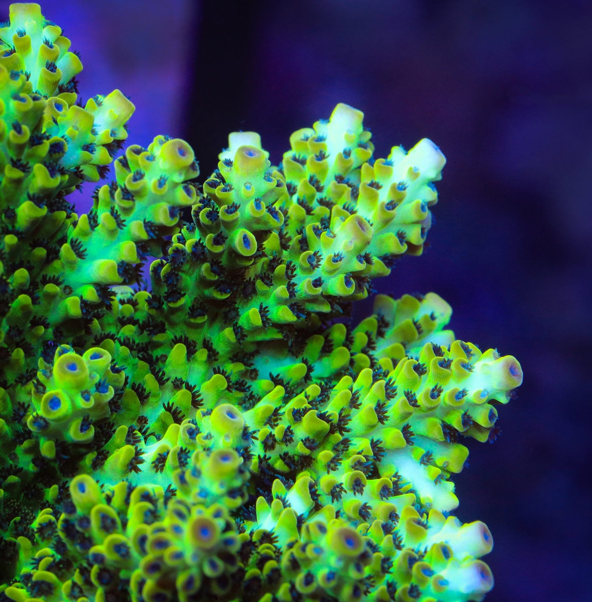 Lauras Purple Polyp Acropora XL Frag Coral