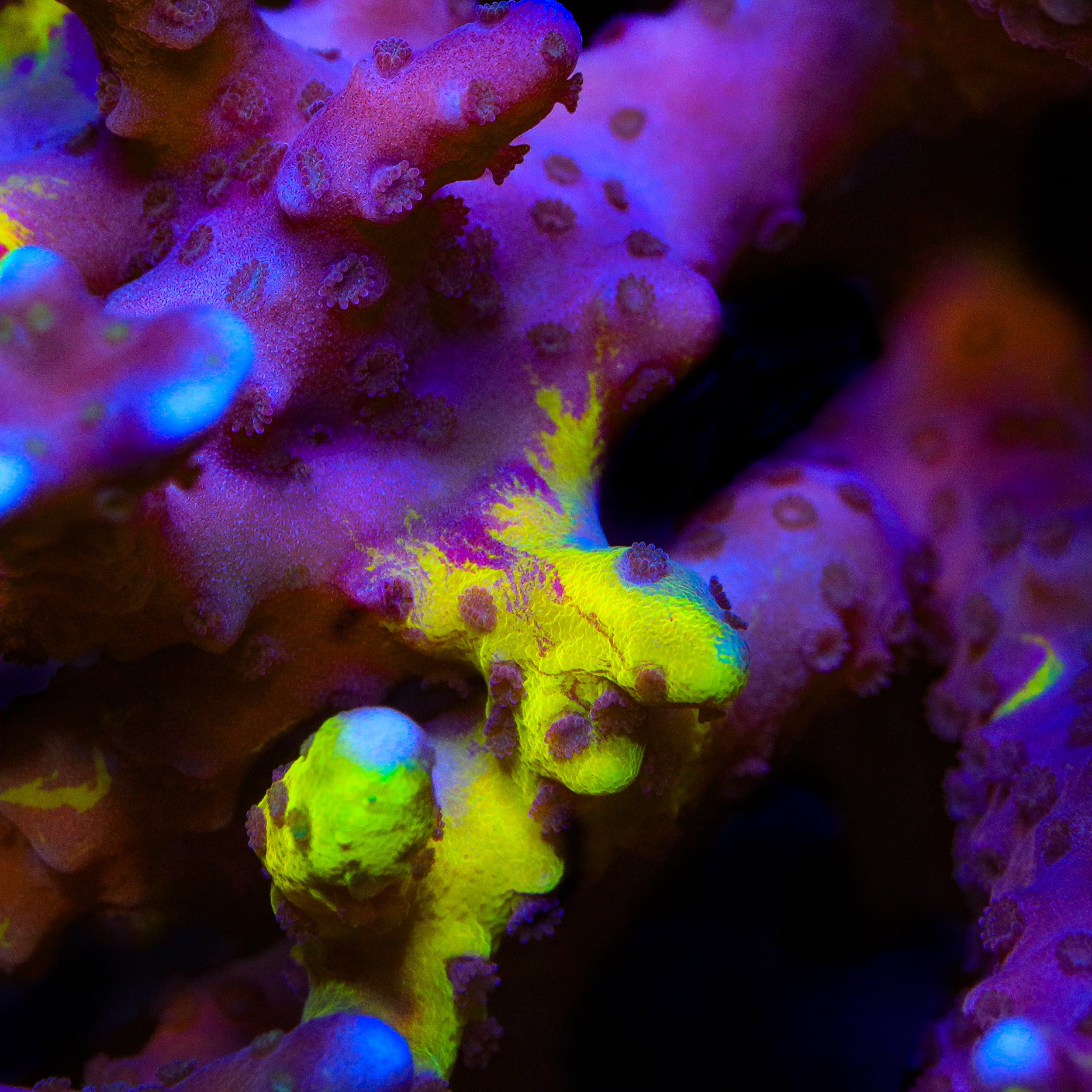 Lemon Kiwi Grafted Anacropora