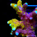 Lemon Kiwi Grafted Anacropora