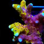 Lemon Kiwi Grafted Anacropora
