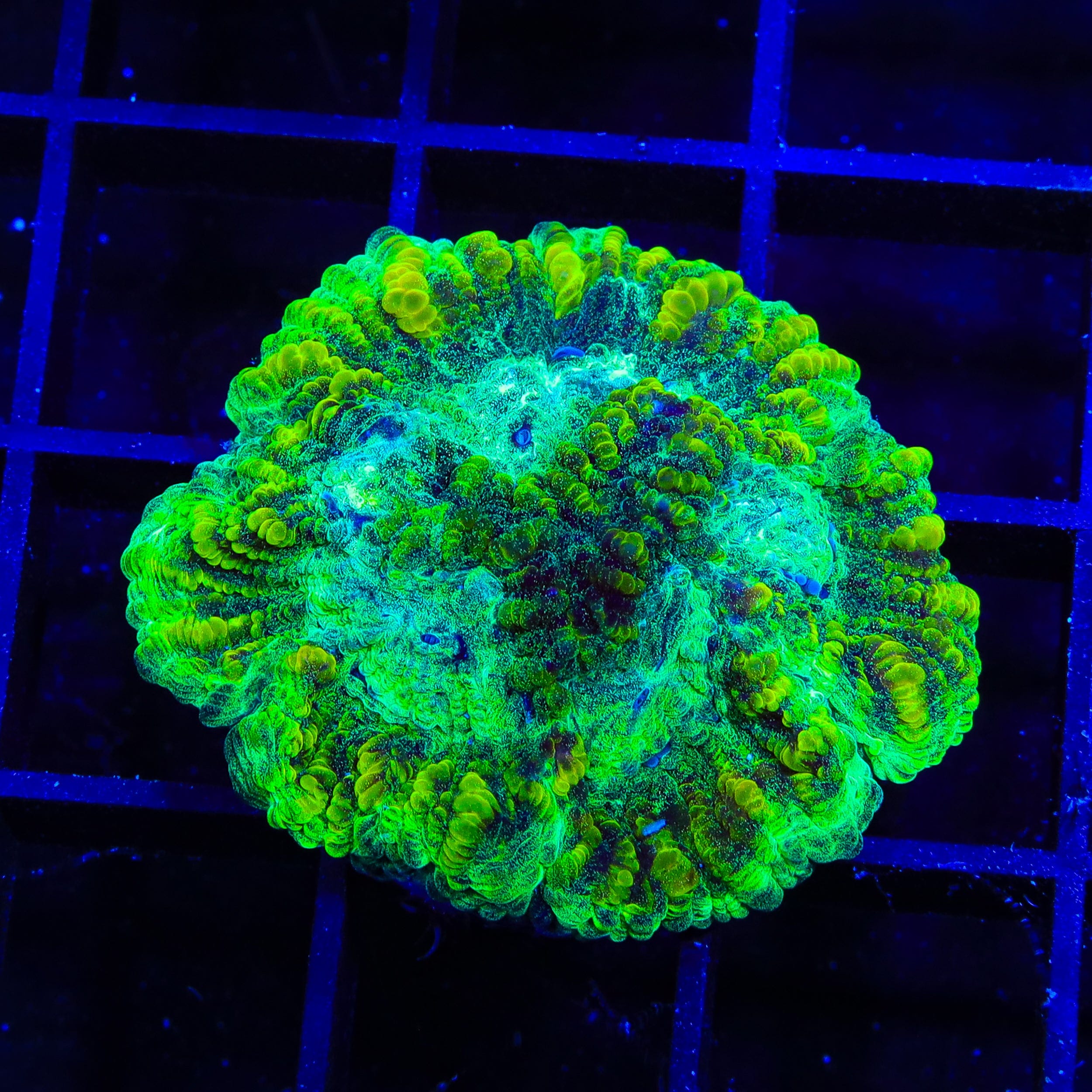 Lemon Lime Favia Coral