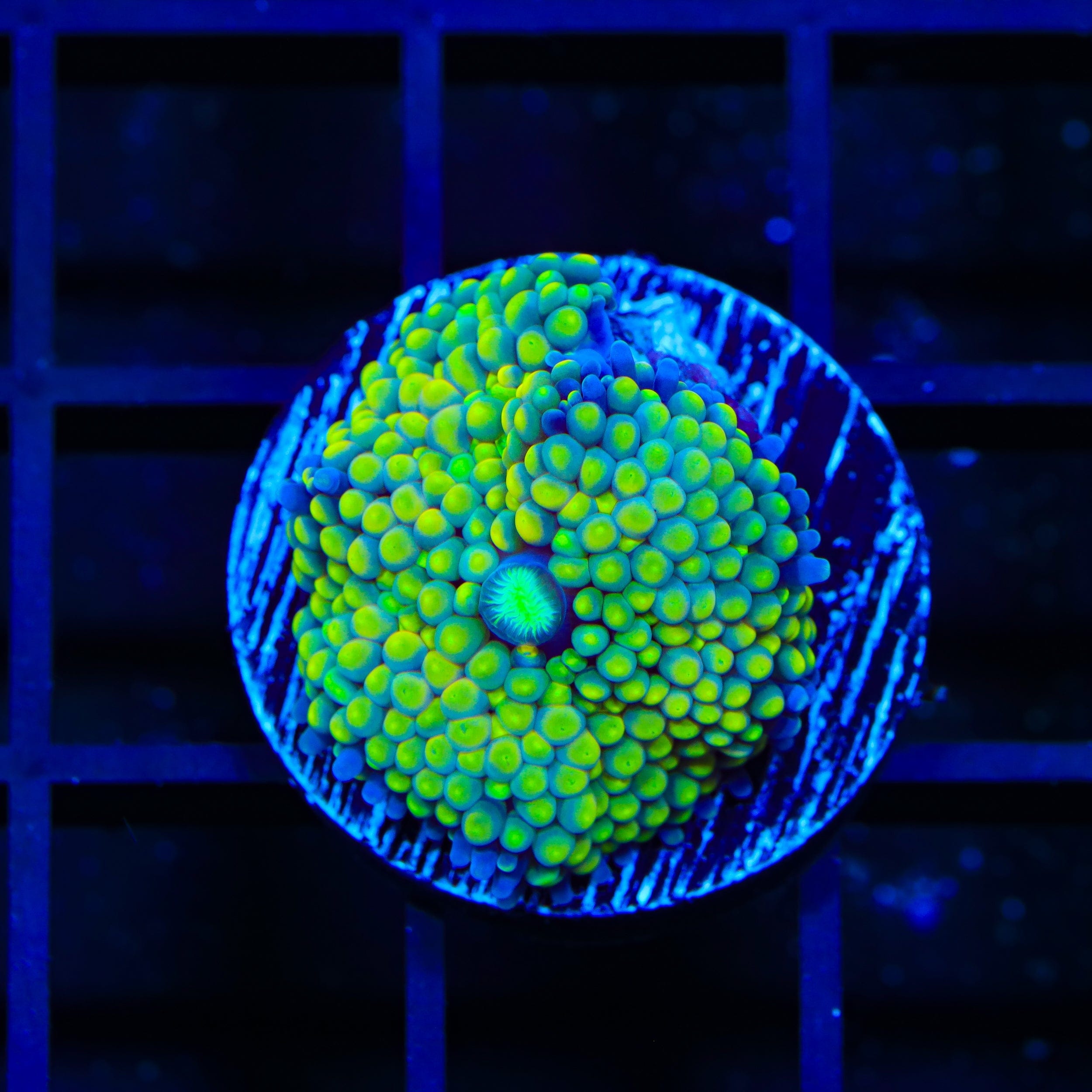 Lime Ricordea Coral